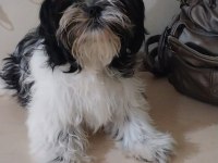 Shih tzu hipoalerjik