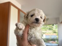 0 numara maltipoo