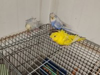 3 Adet Japones Muhabbet Kuşlar