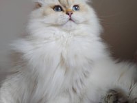 BRİTİSH LONGHAİR ÜRETİM ŞECERELİ DİŞİ