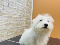 MALTESE CİNSİ YAVRUMUZ TESLİME HAZIR