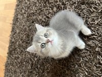 Golden NY11-NY12British Shorthair Yavrular
