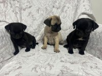 Pug mops yavrularımıza yuva arıyoruz