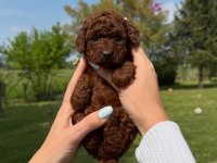 ANTALYA TOY POODLE YAVRULARI
