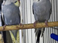 Yavru konuşturma ele alışmalık ev üretimi rainbow muhabbet