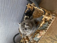 British Shorthair Gri