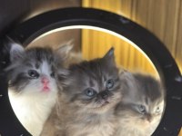 BRİTİSH LONGHAİR KEDİSİ