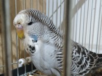 Show Jumbo Muhabbet Kuşu Yavrular Ele kola Alıştırmalık