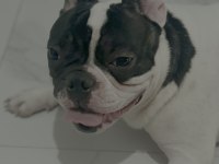 6 aylık erkek fransız bulldog