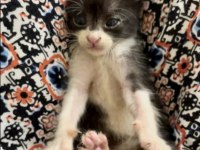 Annesiz dişi yavru kedi ücretsiz sahiplendiriyoruz