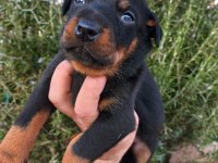 A kalite doberman yavrular