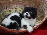 Dişi Marjinal Renk Scottish Fold Çok güzel yüz hatları