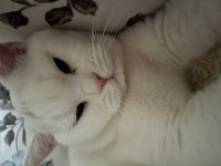 Sahibinden Beyaz Scottish Fold