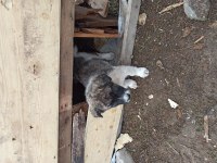Köpeğimiz çok güzel
