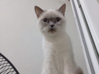 British Shorthair Kedisi