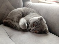 10 aylık erkek scottish fold