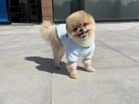 ORJİNAL POMERANİAN TEDDY BEAR EN İYİSİNİ İSTEYENLER İÇİN