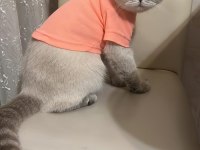 3 Yaşında Scottish Fold Dişi