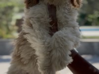 Tüy dökmez antialerjik labradoodle yavruları
