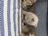 4 Tatlı Kardeş Kediler