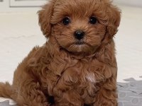 Maltipoo Safkan