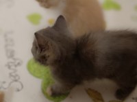 British shorthair gold