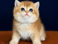 Show kalite british shorthair golden bebekler