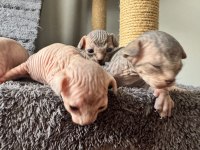 2 Dişi 2 Erkek Levkoy Sphynx Yavruları Yuvasını Arıyor