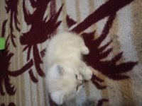 Çok oyuncu british shorthair miniğim