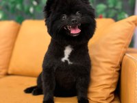 Pomeranian Spitz, Boo Değil