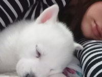 Sibirya kurdu husky