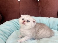 Scottish Fold ve Scottish Straight Yavrularımız