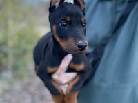 ÜST KALİTE DOBERMAN YAVRULAR
