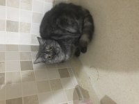 British shorthair güzel kızımıza kalıcı yuva arıyoruz