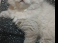 Longhair Chinchilla erkek ve dişi kedilerimiz