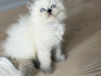 British Longhair kedimiz