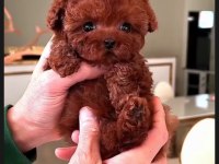 Toypoodle sevimli yavrular ruhsatlı çiftlik 