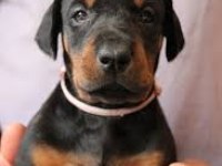 Asil İnsanların Asil Dobermanları Olur