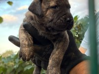 Sağlam kan presa canario yavru