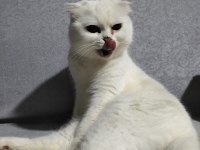 2 Yaşında Scottish Fold Beyaz