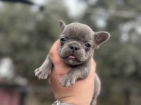 Egzotik French Bulldog A Kalite