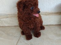 Bebek yüzlü poodle yavrular