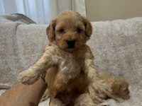Maltipoo yavrularımız