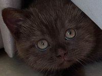 Cinnamon british shorthair