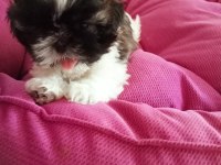 Aile ortamında shih tzu bebekler