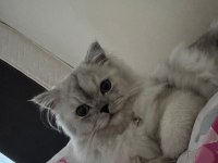 7 Aylık British Longhair Dişi