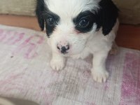 4 yavru köpeğimiz 1 buçuk aylık acil