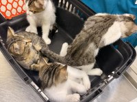 4 YAVRU KEDİMİZ SAHİPLERİNİ ARIYOR ÜCRETSİZDİR