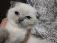 Son iki yavrum scottish fold