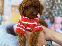 Yavru Teacup Poodle